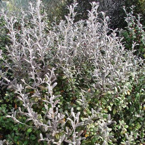 COROKIA FROSTED CHOCOLATE 3.0L