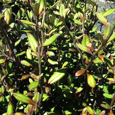 COROKIA BRONZE KING 1.9L