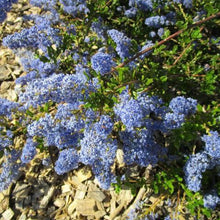 Load image into Gallery viewer, CEANOTHUS BLUE CUSHION 3.3L
