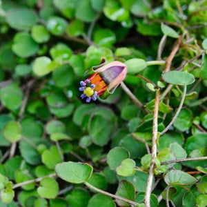 FUCHSIA PROCUMBENS 2.2L