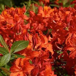 AZALEA DECIDUOUS DOROTHY CORSTON 8.0L