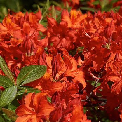 AZALEA DECIDUOUS DOROTHY CORSTON 8.0L