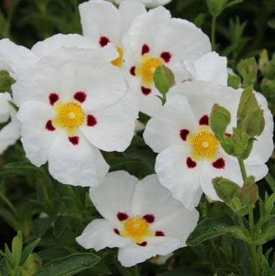 CISTUS LUSITANICUS 2.5L