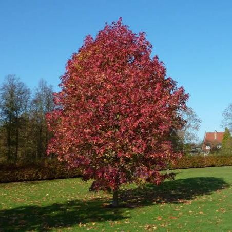 LIQUIDAMBAR STYRACIFLUA PALO ALTO PB28