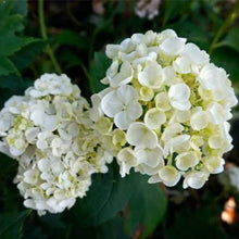 Load image into Gallery viewer, HYDRANGEA MACROPHYLLA BRIDAL BOUQUET STANDARD
