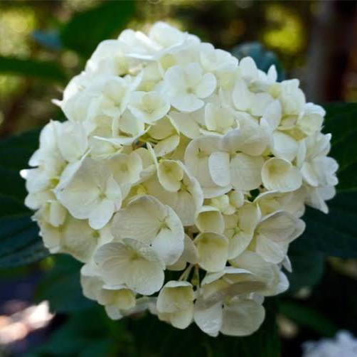 HYDRANGEA MACROPHYLLA BRIDAL BOUQUET STANDARD