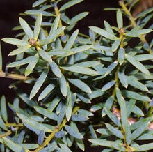 Load image into Gallery viewer, PODOCARPUS TOTARA MATAPOURI 4.0L
