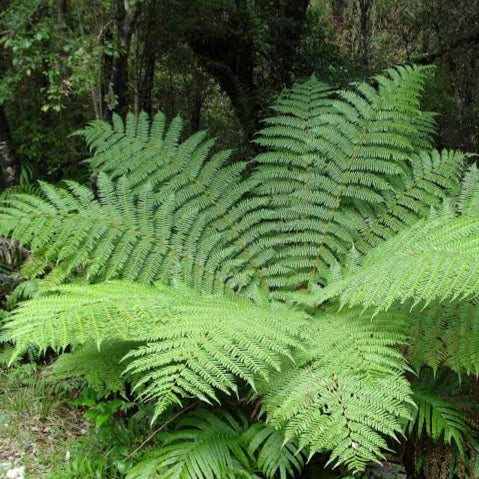 CYATHEA SMITHII KATOTE 2.5L