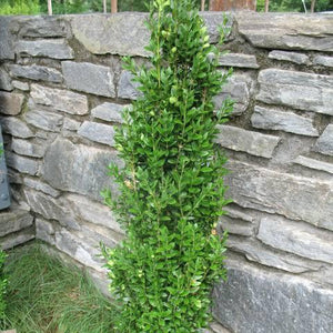 BUXUS GRAHAM BLANDY 15.0L