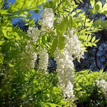 Load image into Gallery viewer, WISTERIA FLORIBUNDA SNOW SHOWERS 3.3L
