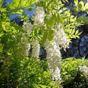 WISTERIA FLORIBUNDA SNOW SHOWERS 3.3L