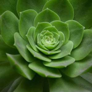 ECHEVERIA GREEN WATERLILY 2.0L