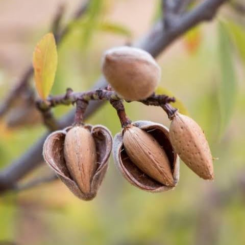 ALMOND ALL IN ONE 8.5L