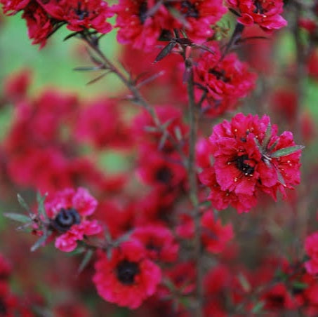 LEPTOSPERMUM BURGUNDY QUEEN 1.5L