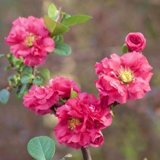 CHAENOMELES DOUBLE TAKE PINK STORM 4.7L