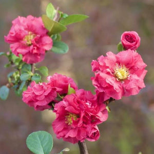 CHAENOMELES DOUBLE TAKE PINK STORM 3.3L