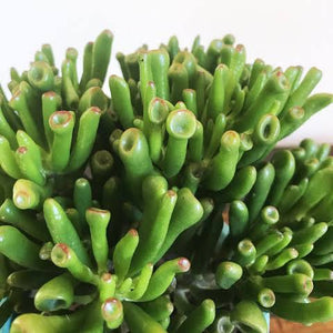 CRASSULA GOLLUM 1.3L