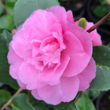 Load image into Gallery viewer, CAMELLIA HYBRID MARGE MILLAR 6.0L 90CM STANDARD
