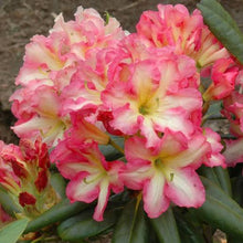 Load image into Gallery viewer, RHODODENDRON MELROSE FLASH 8.0L
