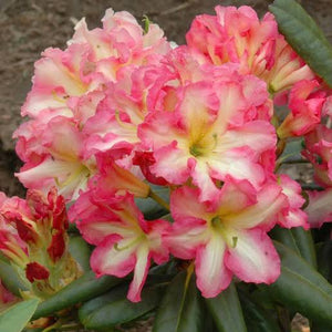 RHODODENDRON MELROSE FLASH 8.0L