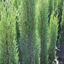 Load image into Gallery viewer, CUPRESSUS SEMPERVIRENS GRACILIS 2.5L
