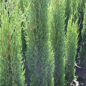 CUPRESSUS SEMPERVIRENS GRACILIS 2.5L