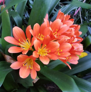 CLIVIA HYBRID SANTA BARBARA 3.3L