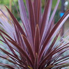 Load image into Gallery viewer, CORDYLINE AUSTRALIS RED STAR 6.0L
