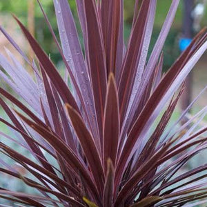 CORDYLINE AUSTRALIS RED STAR 6.0L