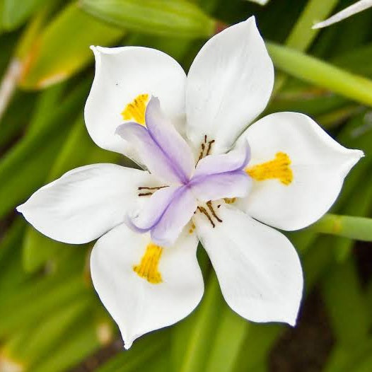 DIETES GRANDIFLORA FAIRY IRIS 2.5L