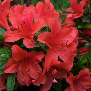 AZALEA MRS KINT RED 4.0L