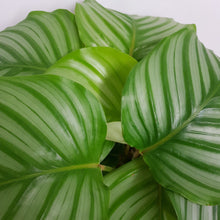 Load image into Gallery viewer, CALATHEA ORBIFOLIA 14CM
