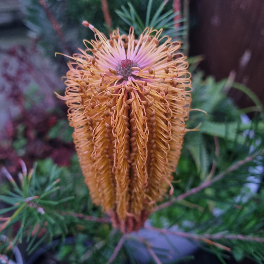 BANKSIA GIANT CANDLES 2.5L