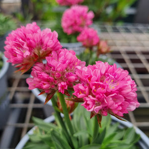 ARMERIA ARMAZING LITTLE PEACH 1.0L