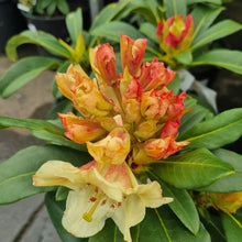 Load image into Gallery viewer, RHODODENDRON TWEETY BIRD 6.0L
