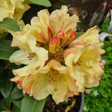 Load image into Gallery viewer, RHODODENDRON TWEETY BIRD 6.0L
