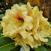 Load image into Gallery viewer, RHODODENDRON TWEETY BIRD 6.0L
