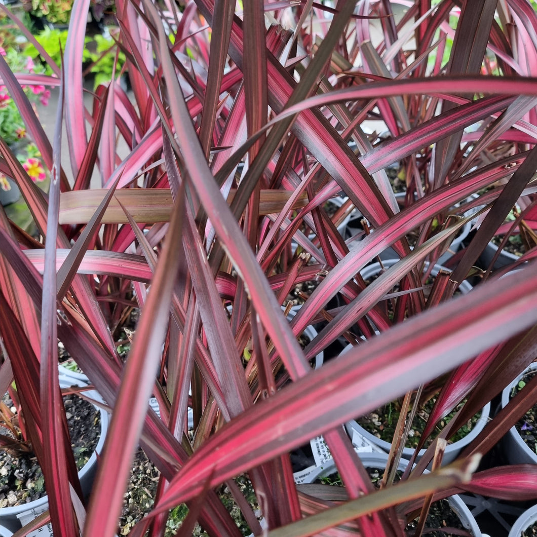 PHORMIUM CRIMSON CLOVER 1.0L