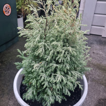 Load image into Gallery viewer, CHAMAECYPARIS PISIFERA WHITE ICE 2.5L
