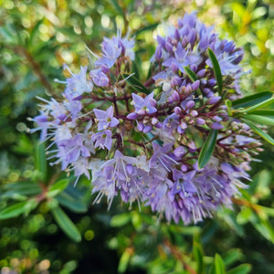 HEBE DIOSMIFOLIA MAJOR 3.3L