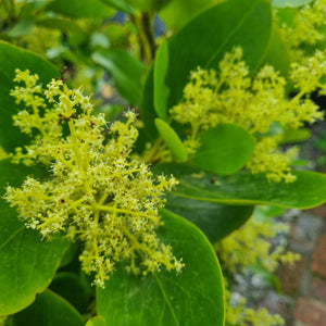 GRISELINIA LUCIDA AKAPUKA 3.3L