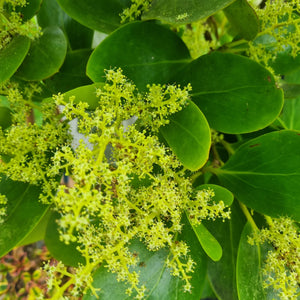 GRISELINIA LUCIDA AKAPUKA 3.3L