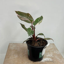 Load image into Gallery viewer, PHILODENDRON PINK PRINCESS 1.5L
