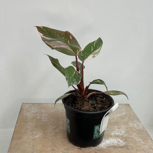 PHILODENDRON PINK PRINCESS 1.5L