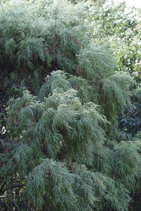 SOPHORA MICROPHYLLA KOWHAI 8.0L