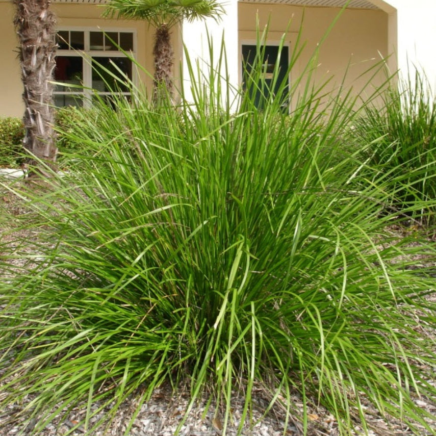 LOMANDRA KATRINUS DELUXE 1.9L