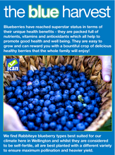 Load image into Gallery viewer, BLUEBERRY RABBITEYE MARU 1.9L
