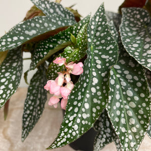 BEGONIA HOTSPOT 12CM