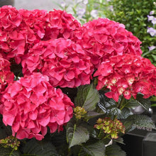 Load image into Gallery viewer, HYDRANGEA MACROPHYLLA TUXEDO RED 2.5L
