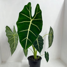 Load image into Gallery viewer, ALOCASIA FRYDEK 17CM
